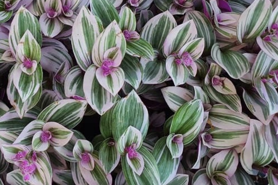 Tradescantia Nanouk